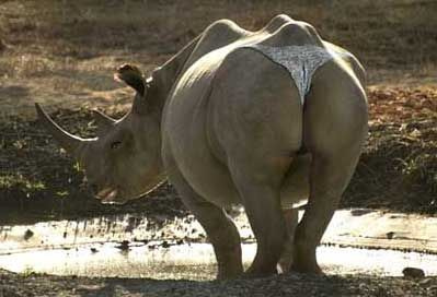 fat-hippo